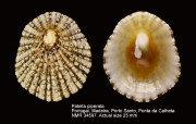 Patella piperata